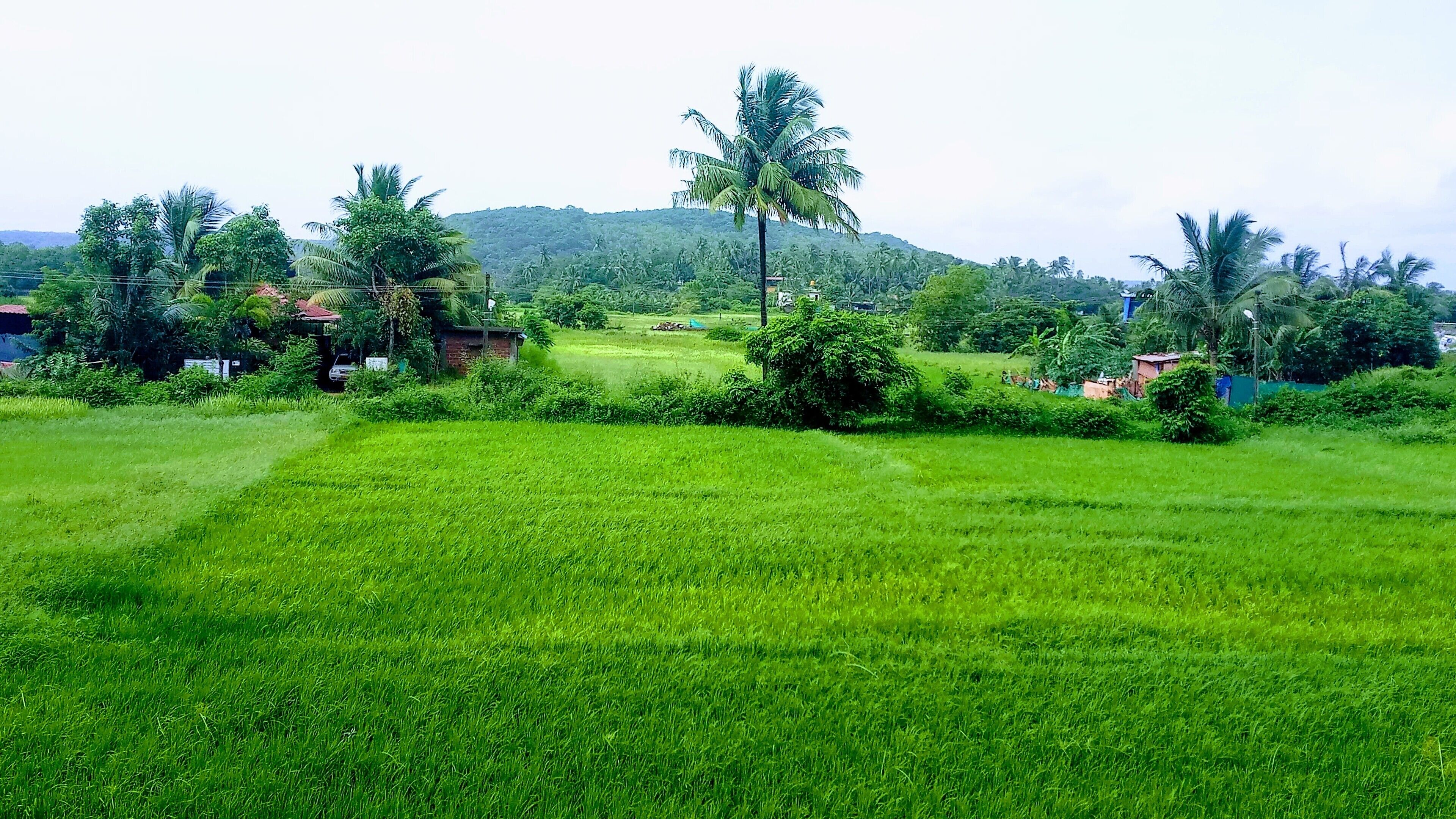 A lush green field with a palm tree and a hill in the background.