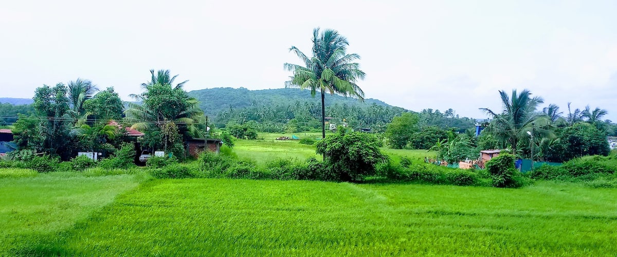 A lush green field with a palm tree and a hill in the background.