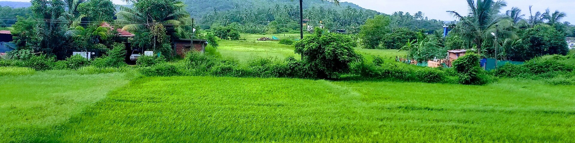 A lush green field with a palm tree and a hill in the background.