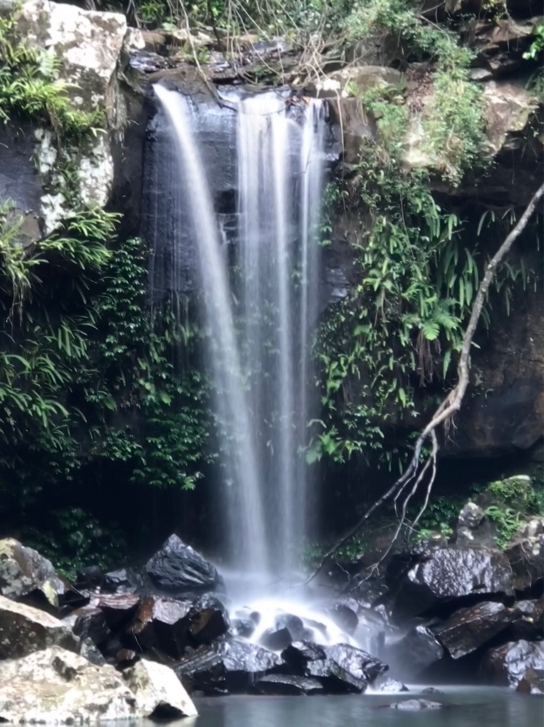 Curtis falls Tambourine Mountain. 
A small waterfall after a short easy walk through rainforest.