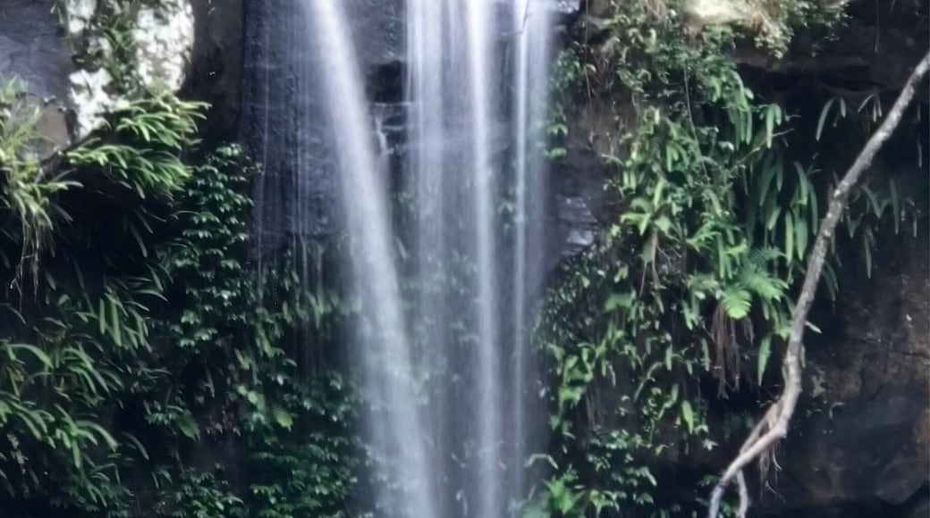 Curtis falls Tambourine Mountain.
A small waterfall after a short easy walk through rainforest.