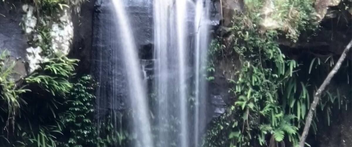 Curtis falls Tambourine Mountain.
A small waterfall after a short easy walk through rainforest.