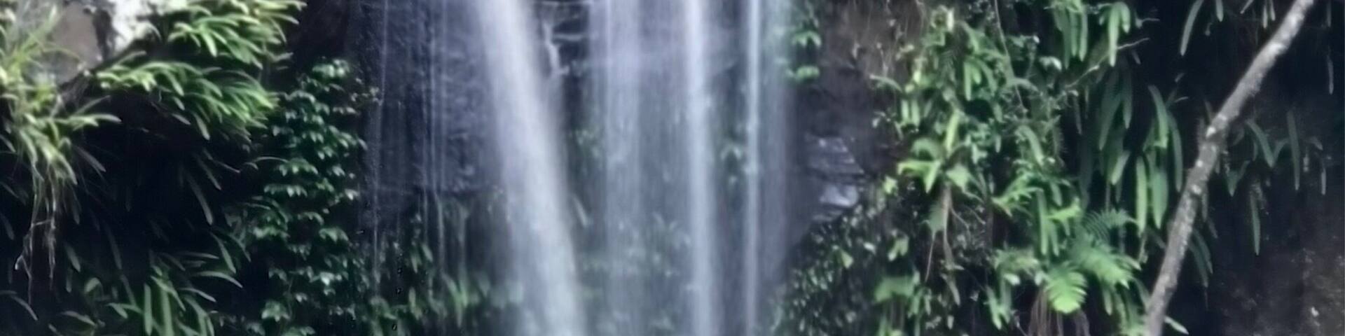 Curtis falls Tambourine Mountain.
A small waterfall after a short easy walk through rainforest.