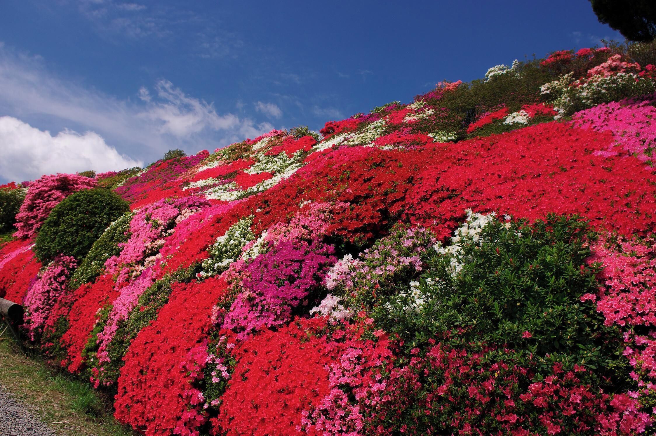 大村市　松本つつじ園