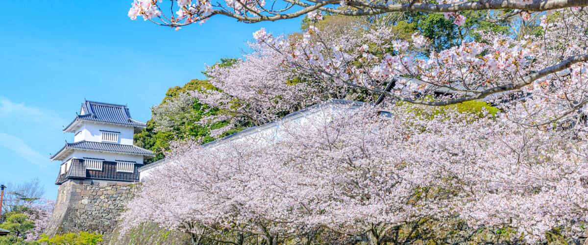 春の大村公園 長崎県大村市 Omura Park in spring. Nagasaki Pref, Oomura city.