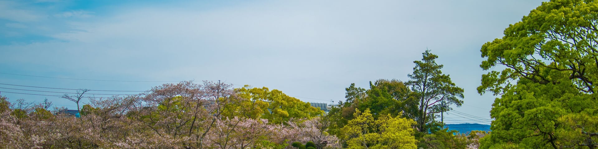 View of omura park with cherry blossoms and the lake in Japan