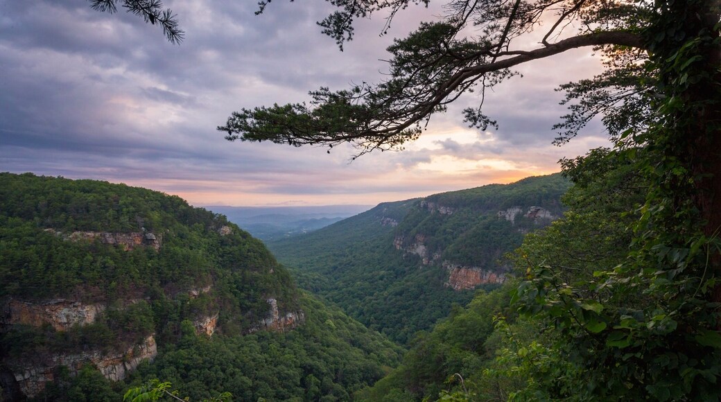 Cloudy sunrise at the top of Cloudland Canyon. #parks #sunrise #ga #canyon
