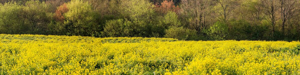 Sharp Mountain, Jasper, Georgia
