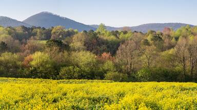 Sharp Mountain, Jasper, Georgia