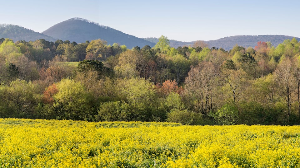 A field of yellow flowers, a forested hillside, and distant mountains.