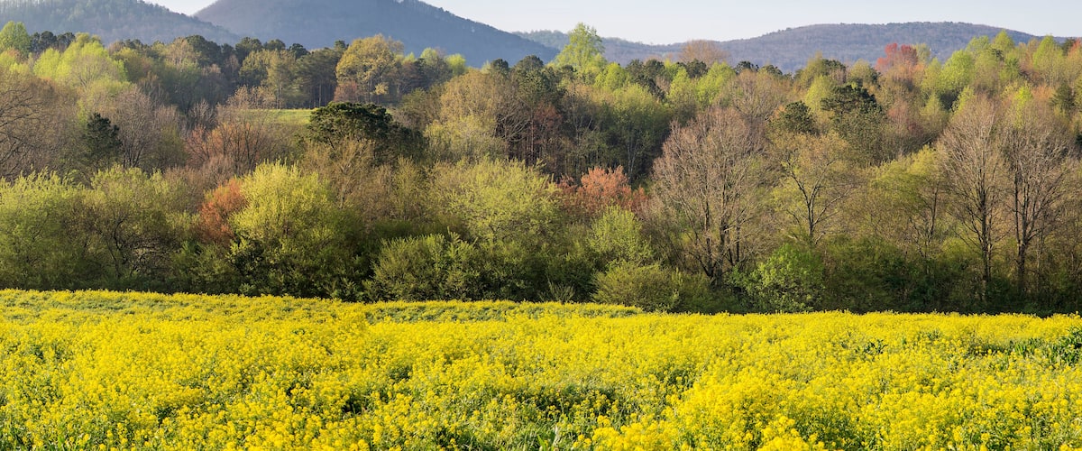 Sharp Mountain, Jasper, Georgia
