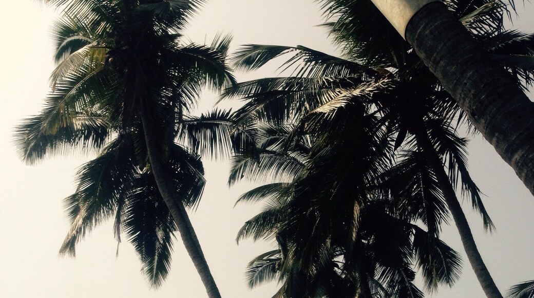 Happy New Year from Goa!! Had the most surreal night ever!!
Drinks under palm trees, an incredible live Blues band, yummy Chicken Burgers, conversations about why Ben is not welcome in Perth, sneeking into a party from the back door, being kicked out - just to do it all over again and successfully remain incognito until having to bribe the doorman with a beer, an Estonian being kissed by a New Zealander (she appeared out of nowhere and the look on his face was priceless), new Indian friends who thought they had a British accent, a random Dalmatian walking around, being invited for drinks meaning it was the cheapest New Year's ever, more Chicken Burgers, Goan beer tasting like Chocolate, pink flying lanterns and so much more....what a random night!!
Happy New Year to y'all!!!
May 2015 bring you more of the unexpected, one serendipity moment after another and immeasurable BLISS - because YOU, like everyone else, deserve to be happy!!
Serendipitilicious Hugs and Kisses,
Tess
#alifefullofserendipity #serendipitytess #travelblogger #travelling #travel #traveltheworld #rtw#aroundtheworld, #inspirationalblog #foodblog #adventureblog #yoga #yogablog #fundraising #love #laughter #happiness #bliss #serendipity #expecttheunexpected #palmtrees #goa #newyear2015 #photooftheday #randomnightout #dancingonthebeach