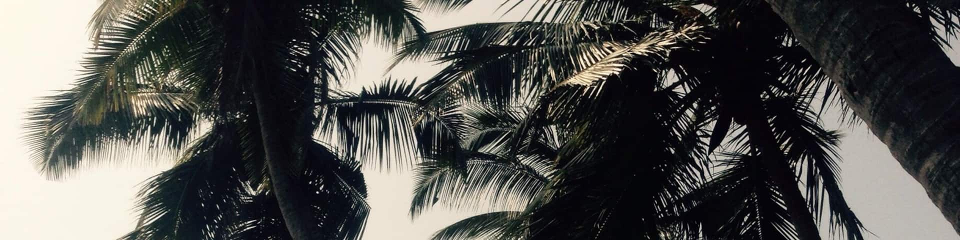 Happy New Year from Goa!! Had the most surreal night ever!!
Drinks under palm trees, an incredible live Blues band, yummy Chicken Burgers, conversations about why Ben is not welcome in Perth, sneeking into a party from the back door, being kicked out - just to do it all over again and successfully remain incognito until having to bribe the doorman with a beer, an Estonian being kissed by a New Zealander (she appeared out of nowhere and the look on his face was priceless), new Indian friends who thought they had a British accent, a random Dalmatian walking around, being invited for drinks meaning it was the cheapest New Year's ever, more Chicken Burgers, Goan beer tasting like Chocolate, pink flying lanterns and so much more....what a random night!!
Happy New Year to y'all!!!
May 2015 bring you more of the unexpected, one serendipity moment after another and immeasurable BLISS - because YOU, like everyone else, deserve to be happy!!
Serendipitilicious Hugs and Kisses,
Tess
#alifefullofserendipity #serendipitytess #travelblogger #travelling #travel #traveltheworld #rtw#aroundtheworld, #inspirationalblog #foodblog #adventureblog #yoga #yogablog #fundraising #love #laughter #happiness #bliss #serendipity #expecttheunexpected #palmtrees #goa #newyear2015 #photooftheday #randomnightout #dancingonthebeach