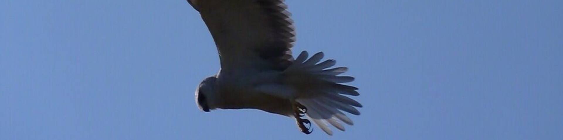 Not sure what bird of prey this is - took the photo December 2013