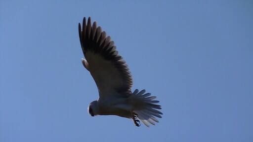 Not sure what bird of prey this is - took the photo December 2013