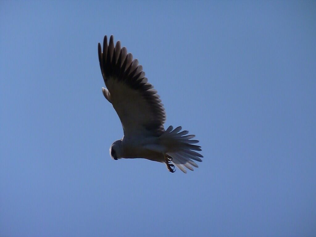 A bird in flight against a clear blue sky.