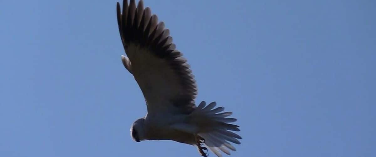 A bird in flight against a clear blue sky.