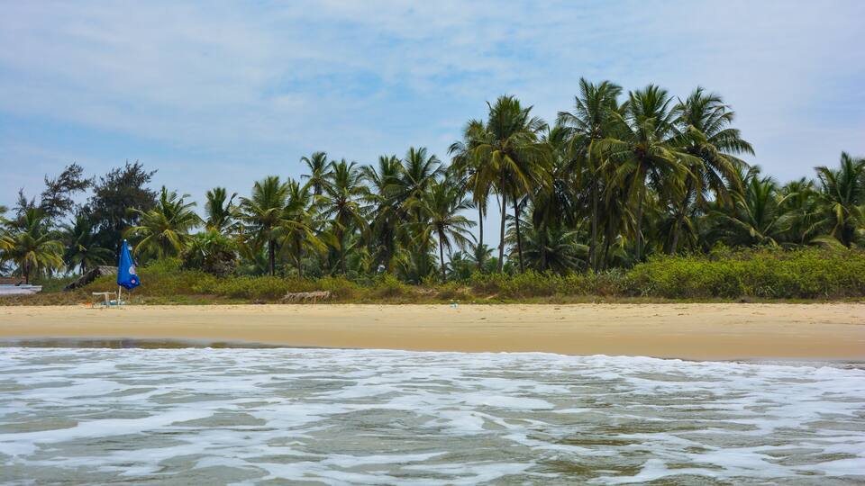 A beach with palm trees and a sandy shore.