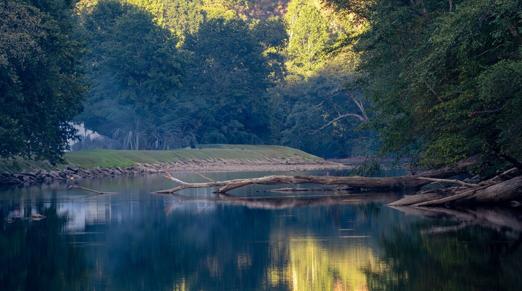 Tranquil River Scene with Reflections and Fallen Logs at Sutton Lake, West Virginia