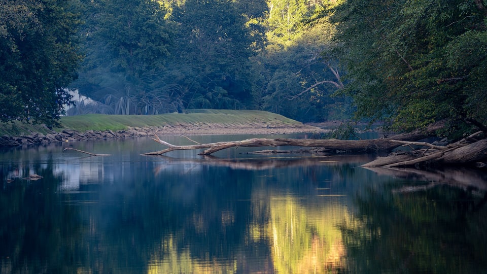 Tranquil River Scene with Reflections and Fallen Logs at Sutton Lake, West Virginia