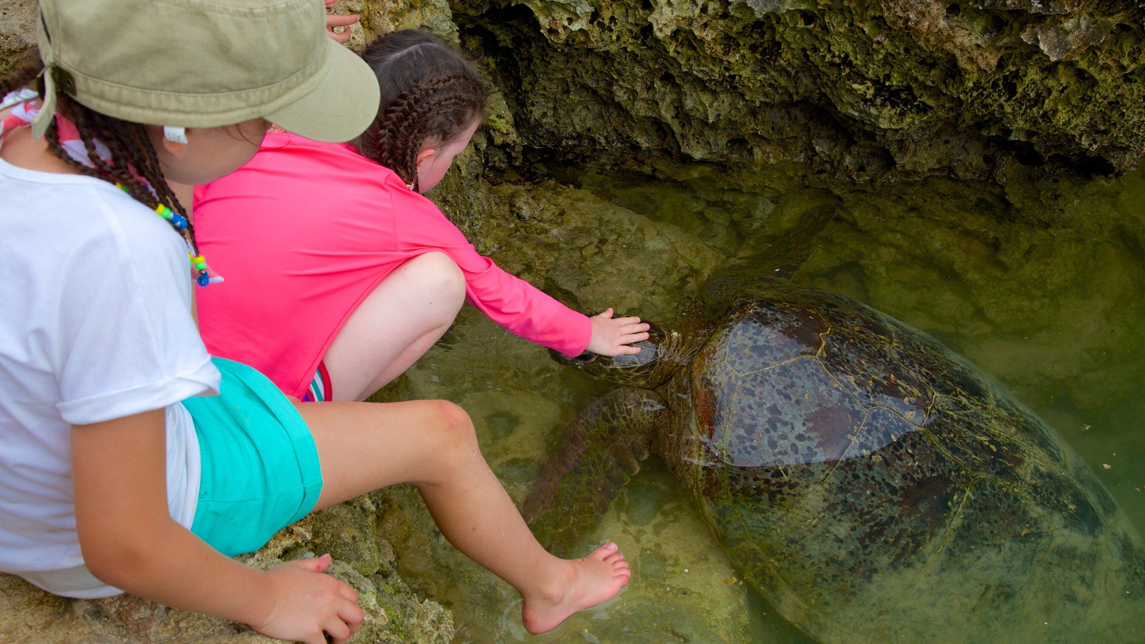 Turtle Bay mettant en vedette vie marine aussi bien que enfants