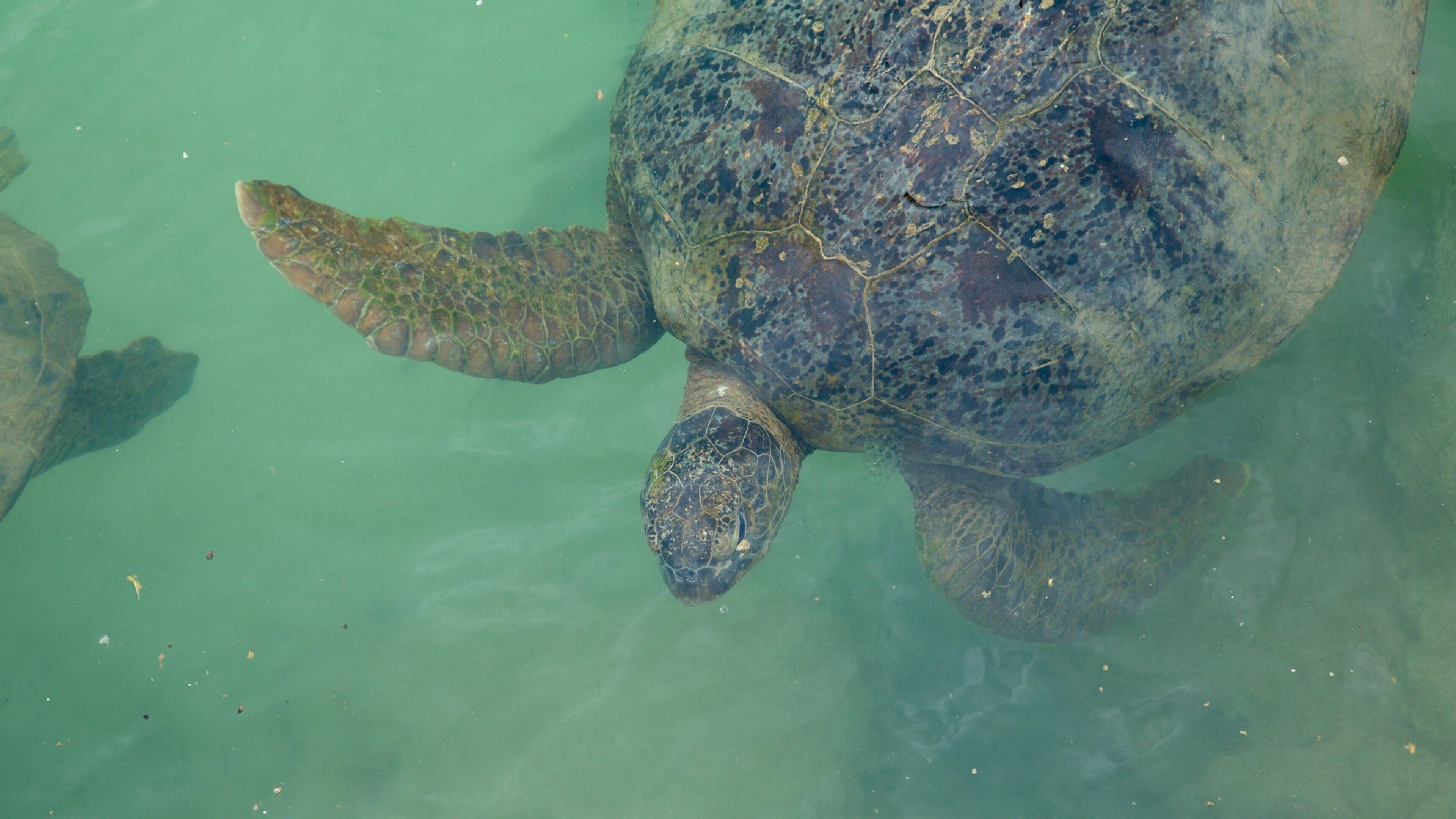 Turtle Bay showing marine life