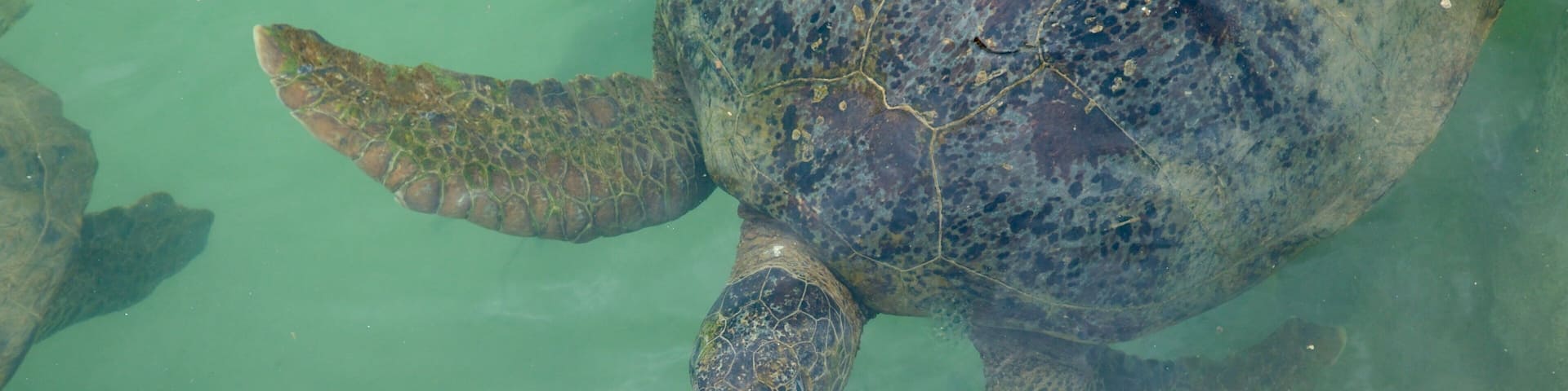 Turtle Bay showing marine life