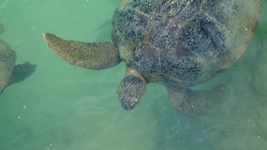 Turtle Bay showing marine life