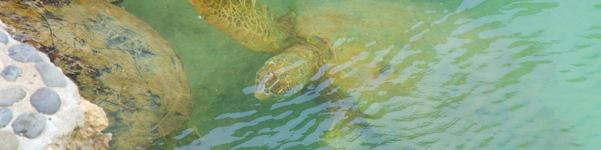 Turtle Bay que incluye vida marina