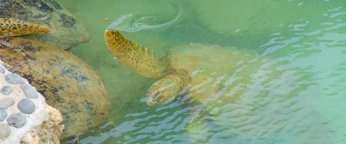 A sea turtle swimming near rocks in clear water.
