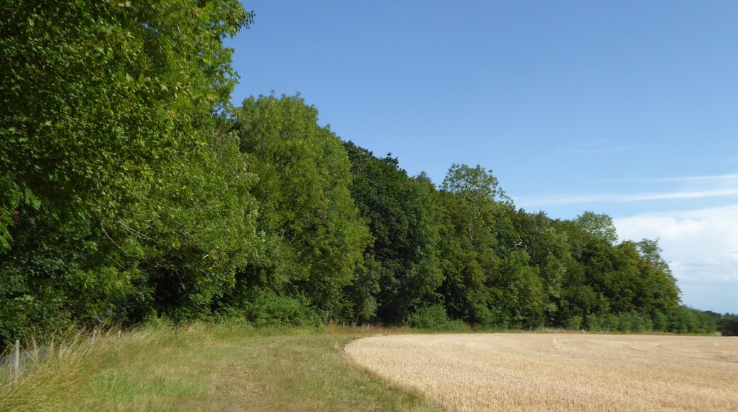 Gawdyhall Big Wood is a Site of Special Scientific Interest north of Harleston in Norfolk.