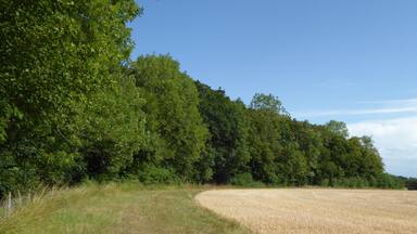 Gawdyhall Big Wood is a Site of Special Scientific Interest north of Harleston in Norfolk.