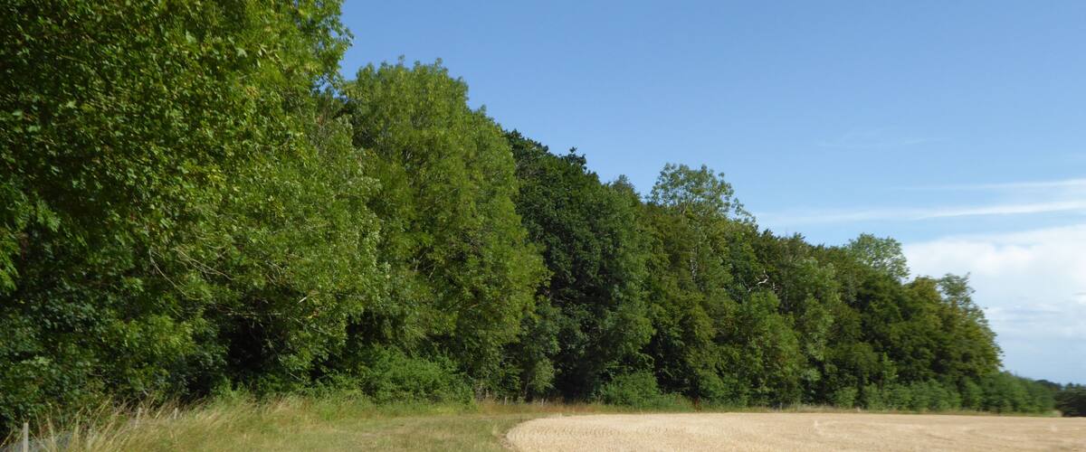 A field with a fence on the left and a forest on the right.