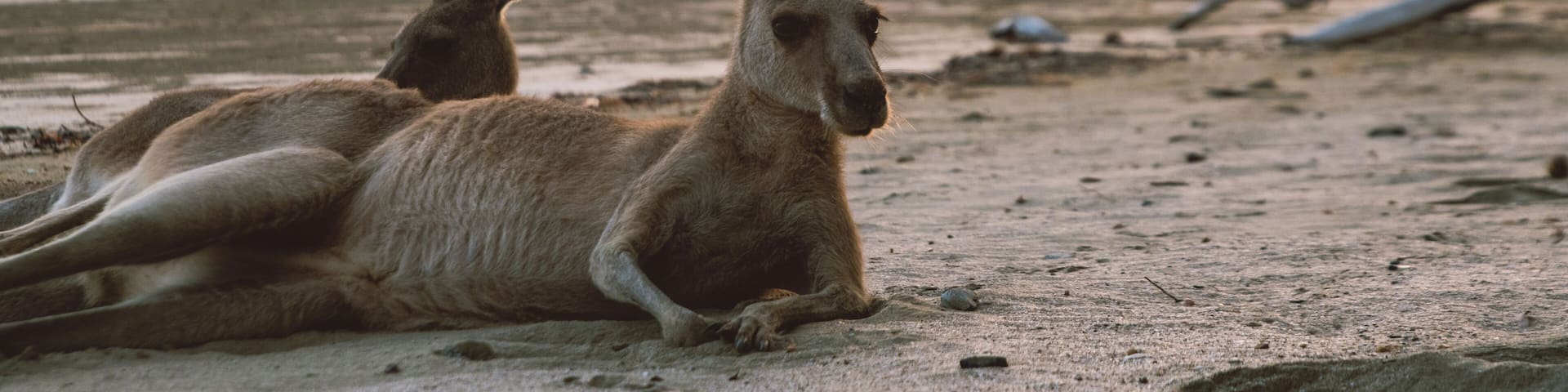 Australien, Cape Hillsborough