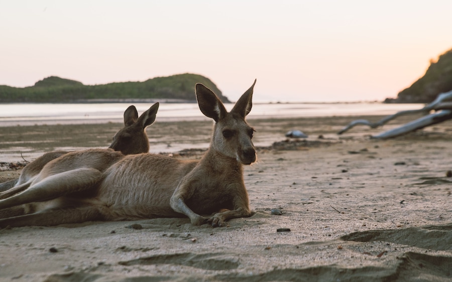 Australien, Cape Hillsborough