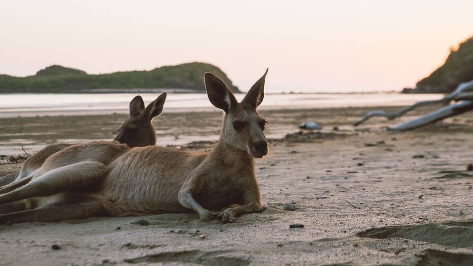 Two kangaroos resting on a sandy beach with a calm sea and hills in the background.