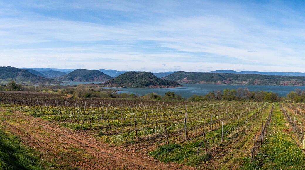 un vignoble au bord d'un lac et des collines verdoyantes