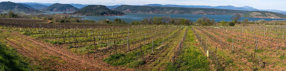 un vignoble au bord d'un lac et des collines verdoyantes