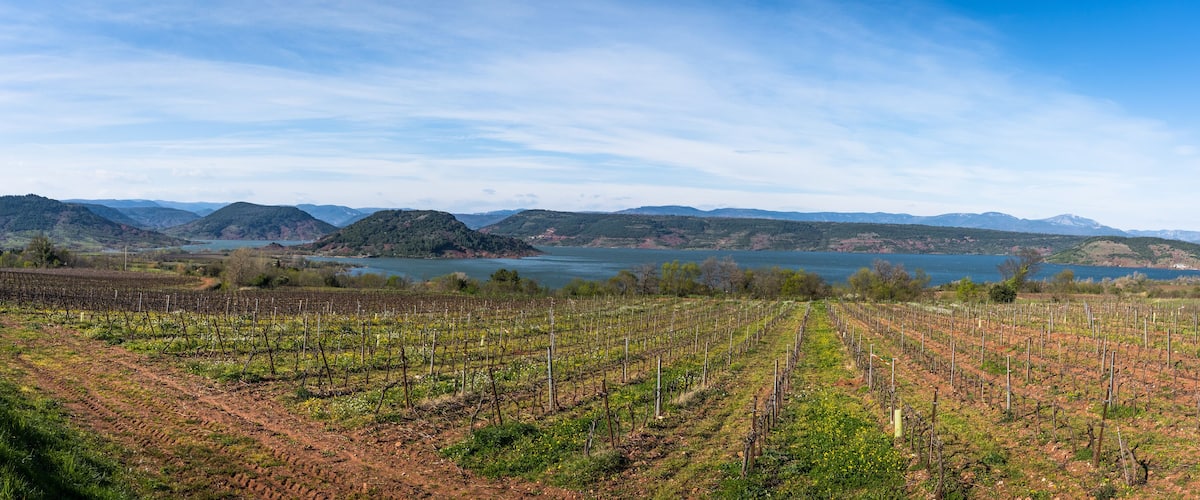 A vineyard with rows of grapevines, a lake, and mountains in the background.