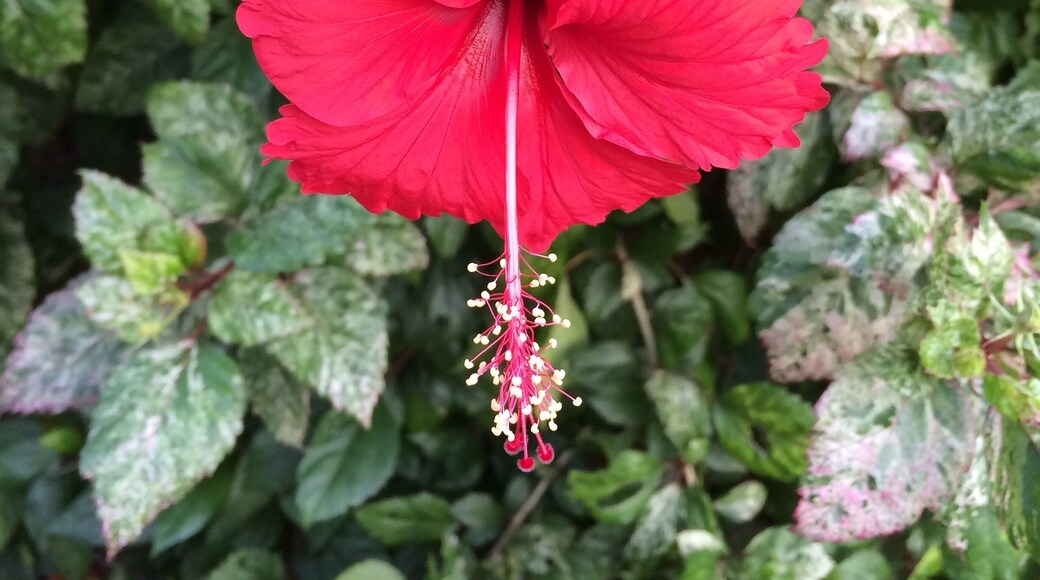 "Just Add Colour"
Hibiscus rosa-sinensis.
Often a showy flower and less commonly known as rose mallow!
#iPhoneonly taken at the caravan park in Darwin.
#FavouriteColour