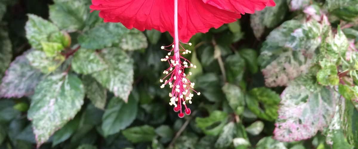 "Just Add Colour" 
Hibiscus rosa-sinensis.
Often a showy flower and less commonly known as rose mallow! 
#iPhoneonly taken at the caravan park in Darwin.
#FavouriteColour