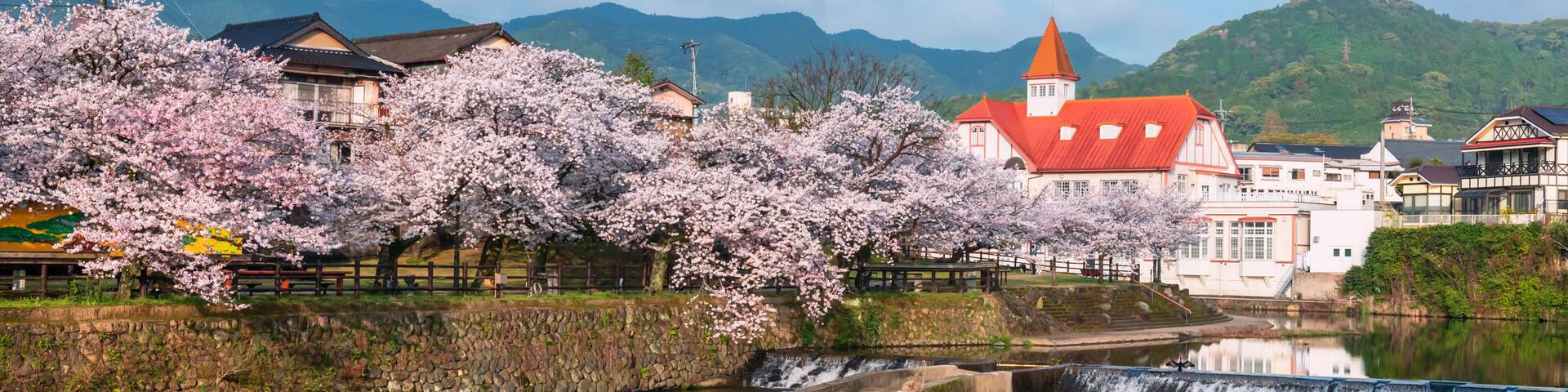 Siebold no Yu and sakura cherry tree by river in spring, Ureshino, Saga