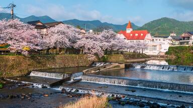 Siebold no Yu and sakura cherry tree by river in spring, Ureshino, Saga