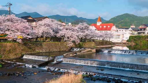 Siebold no Yu and sakura cherry tree by river in spring, Ureshino, Saga