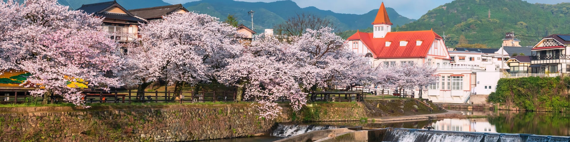 Siebold no Yu and sakura cherry tree by river in spring, Ureshino, Saga