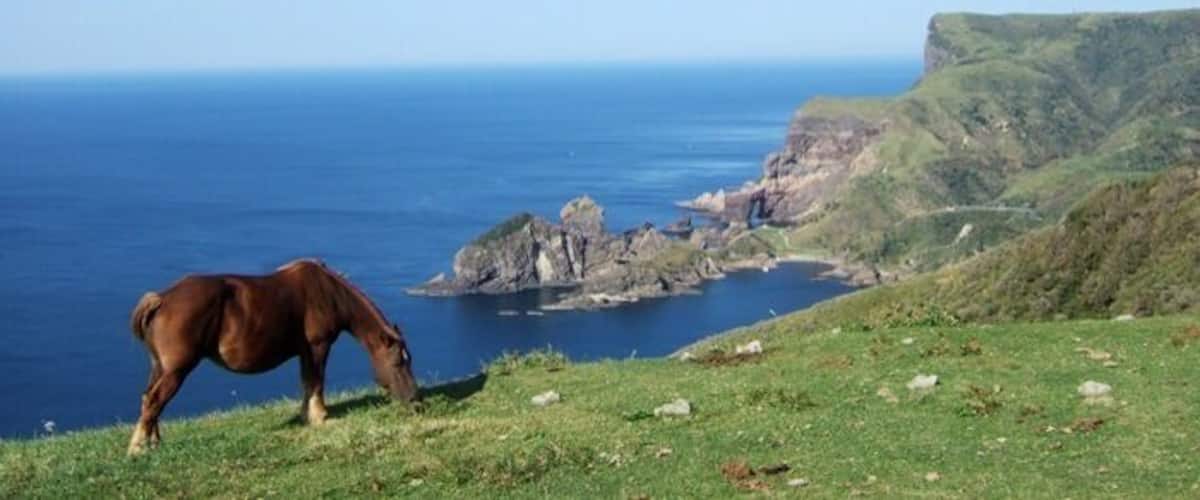 A horse grazing on a grassy hillside with a coastal landscape in the background.