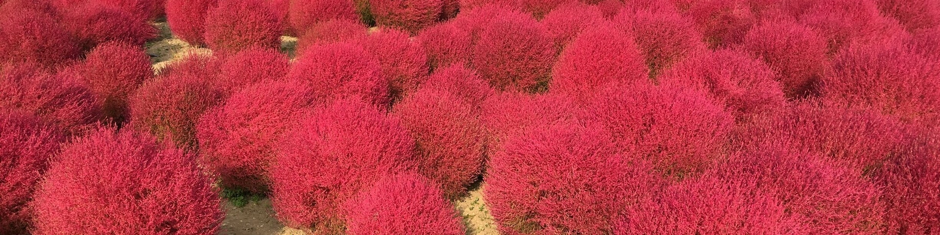 Fall color in Japan! Simply beautiful!
#bestof5