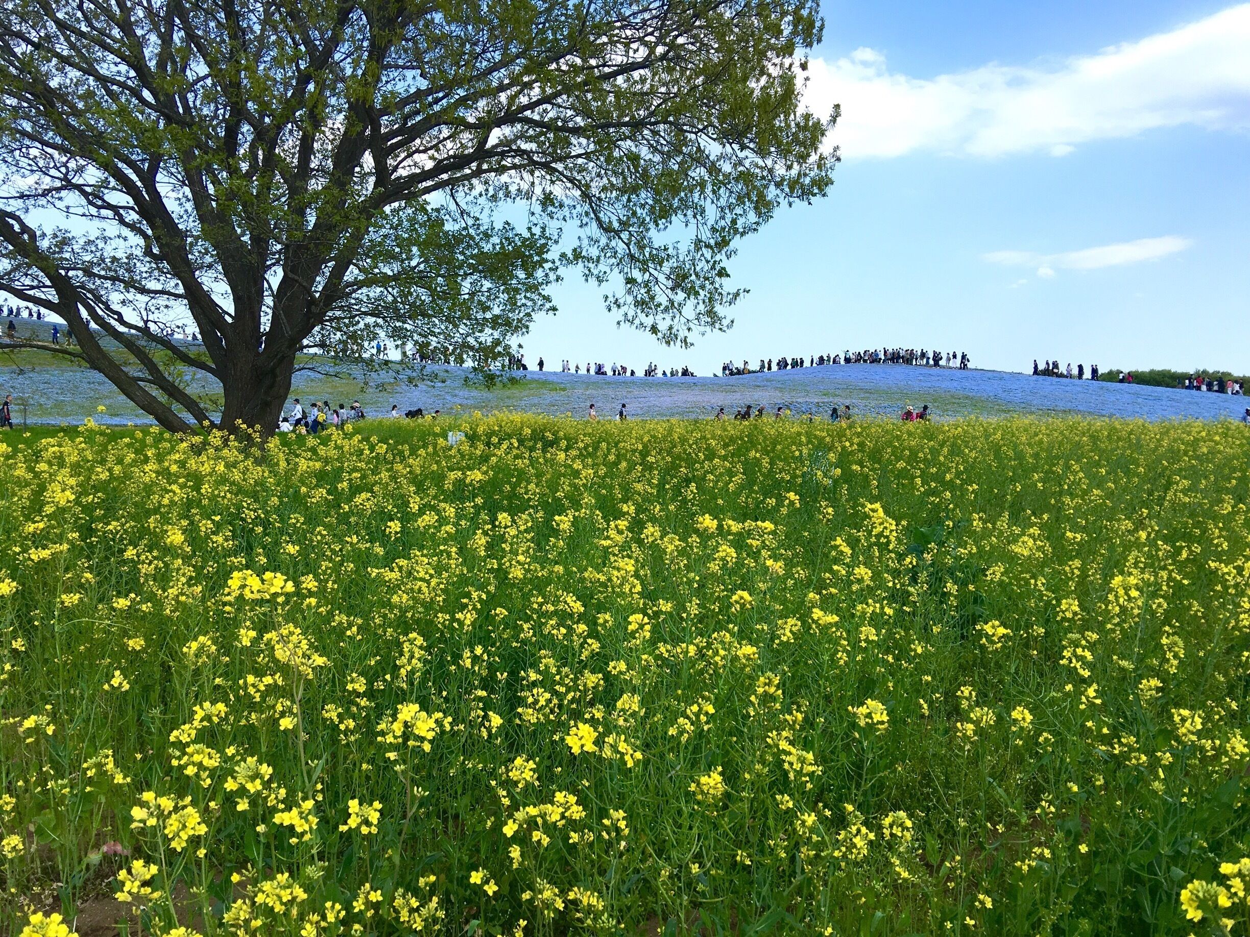 Amazing park in Ibaraki! Red in Autumn and #blue in Spring!

#bestof5