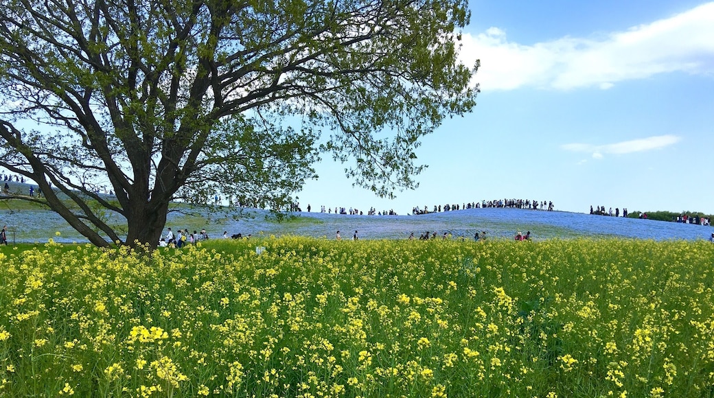 Amazing park in Ibaraki! Red in Autumn and #blue in Spring!
#bestof5
