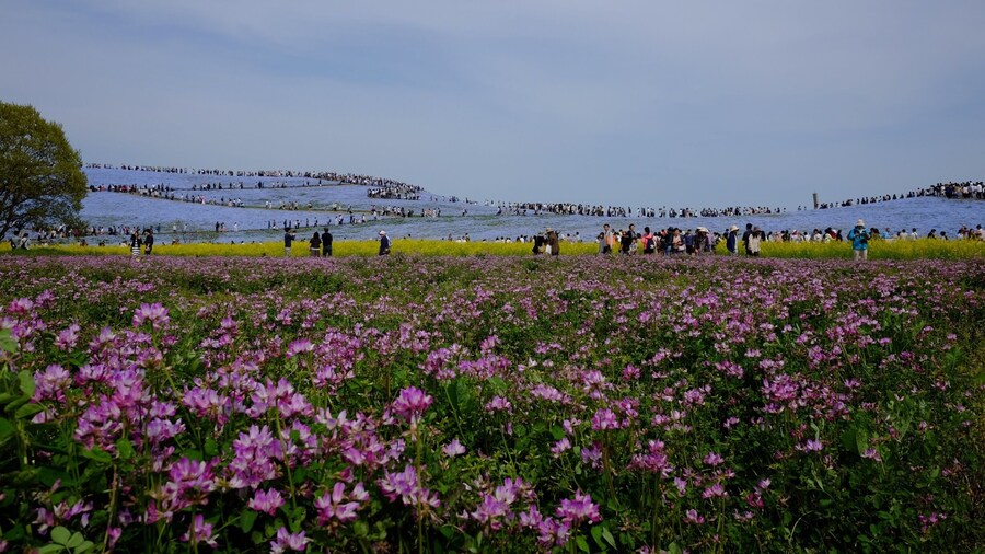 Hitachi Seaside Park in Golden Week